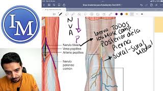 Anatomía  Pierna y Fosa Poplítea [upl. by Asaeret]