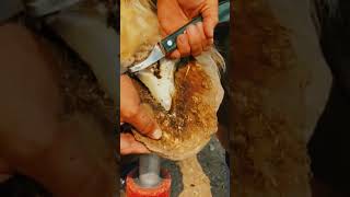 Horse hoof trimming Very Nice job asmr shorts satifying [upl. by Mervin283]