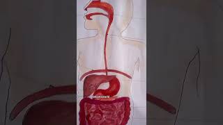 digestive system drawing pinkiartsworld shorts [upl. by Stahl]