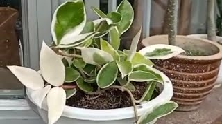 My Hoya Carnosa Variegata Crimson Queen Plant Loves Sunlight [upl. by Llertnahs245]