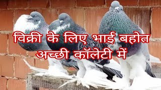 pouter pigeonpouter pigeon Malayalampouter pigeon price in indiapouter pigeon flyingpigeon [upl. by Sidnac]