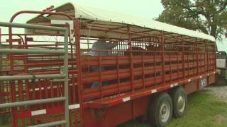 Cattle Handling Tips  Transportation [upl. by Asiulairam]