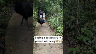 Daintree rainforests travelvlog nature cassowary australia vanlife daintree rainforest [upl. by Freyah246]