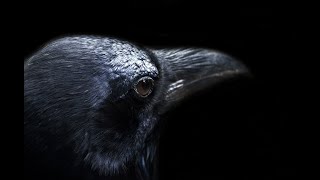 Symbolism of the Raven quotravequot quottreacheryquot quotunkindnessquot and quotconspiracyquot I [upl. by Ankeny]