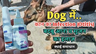 Dog Ear Infection Treatment at home  Otitis  Dog ke Kan se pani badbu aana  doguniquecafe [upl. by Prevot410]