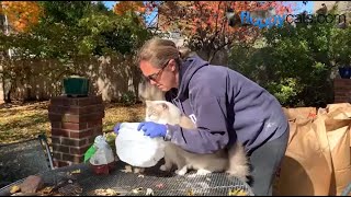 How to Apply Diatomaceous Earth on Cats for Fleas The Best Way [upl. by Ttnerb]