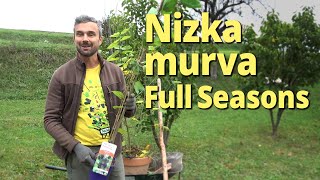 Sajenje nizke murve Full Seasons [upl. by Tierney]