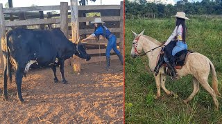 BEZERRO RECÉM NASCIDO PRECISOU DE AJUDA VACA NERVOSA 😨🐂 [upl. by Ymmik]