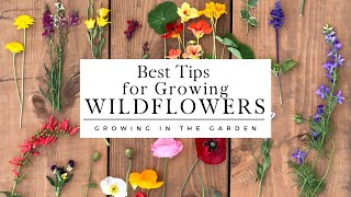 WILDFLOWERS How to PLANT and GROW wildflowers that COME BACK YEAR after YEAR [upl. by Nhguahs]