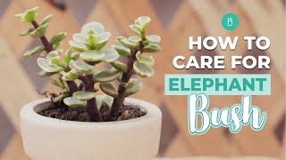 How to care for Elephant Bush  Portulacaria Afra Care [upl. by Lyret]