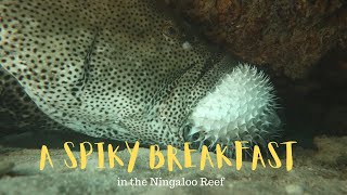 Giant grouper eats pufferfish [upl. by Henrietta]