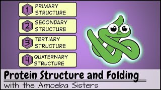 Protein Structure and Folding [upl. by Adnuahsor]