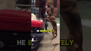 This Dog’s Reaction at the Airport Is Everything 🐾💕 [upl. by Biddie]