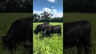 Heifers grazing legume grass mixture at Blackville SC [upl. by Camilla662]