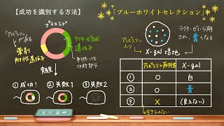 おうち生物 27 遺伝子組換え ～大腸菌とプラスミド～（改訂版） [upl. by Eimam]