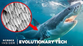 How Shark Scales Unique Design Could Stop Bacteria Spread  Evolutionary Tech [upl. by Daisi595]