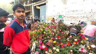 GALIFF STREET FLOWER PLANT MARKET ROSE DAHLIA PRICE AT SHREE GOVINDA NURSERY  Best Flowers Forever [upl. by Baptist]