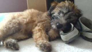 Soft Coated Wheaten Terrier growing up From puppy to adulthood Very cute timeline [upl. by Eiddal962]