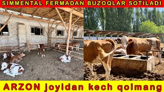 SIMMENTAL BUZOQLARNI MAKONI BOLGAN FERMANI TOPDIK SHOSHILING [upl. by Iney]