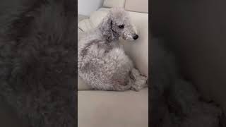 꿀잠자는개vs화난개 Bedlington Terrier [upl. by Yenettirb]