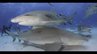 100425 Tiger Beach Shark Expedition Trip Video [upl. by Retsevel]