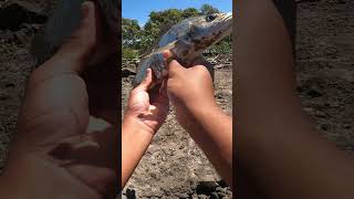 This Fish Stole My lure fishingaustralia jewfish fish [upl. by Macnamara]