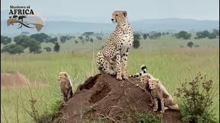 Watch Amazing Cheetahs in Action in Tanzania [upl. by Akeme]