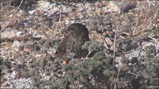 Mastering Biology  Darwins Finches in Galapagos [upl. by Edina]