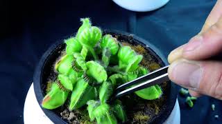 PlantH08 Cephalotus Hummers Giant  biweekly maintenance – 10624 [upl. by Darees]