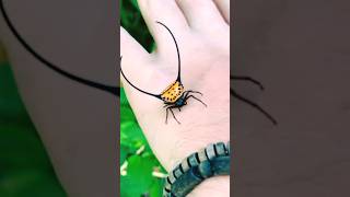 Types of spider Gasteracantha Spider memes facts shorts [upl. by Mandle]