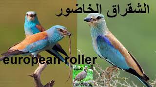 صوت الشقراق الخاضور الشقرق song european roller [upl. by Schnell]