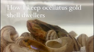 How I keep ocellatus gold shell dwellers [upl. by Alios]