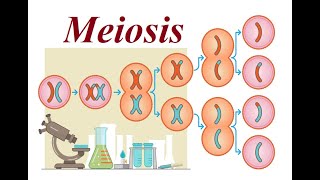 Meiosis  Cell Cycle  2023 [upl. by Egwin]