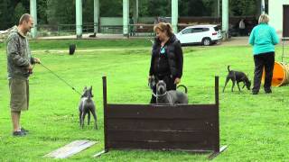 3 THAI ridgeback DAY  Agility training [upl. by Ahseyi]