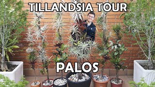 TOUR TILLANDSIAS en PALOS Barcelona 2022 [upl. by Eltsirhc]