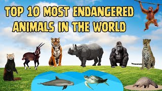 Top 10 Most Endangered Animals in the World Now [upl. by Anaik]