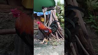 💥 SWEATERGILMORE STAG💥💥💥gamefowlbreed viralshort gamefowlchickenfarm viralvideo [upl. by Tecu]