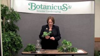 Prune this How to root indoor tropical plants in water [upl. by Ymaj]