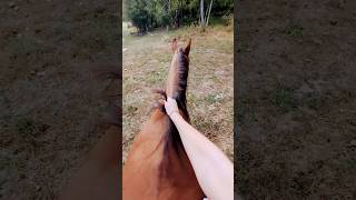 Bareback bitless horse riding 🦋🐎horseriding bareback horses [upl. by Elbertina]