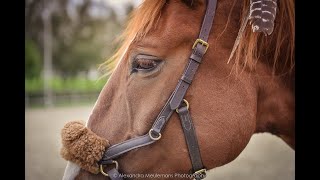 Micklem Bitless Bridle le bridon révolutionnaire [upl. by Aerdnuahs27]