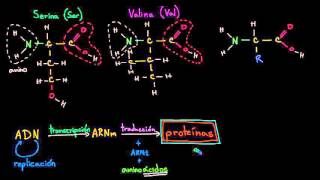 Introducción a los aminoácidos  Macromoléculas  Biología  Khan Academy en Español [upl. by Fitzhugh]