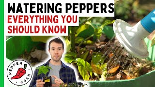 Watering Pepper Plants  When To Water And When Not To  In Depth Guide [upl. by Ettenowtna]