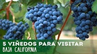 5 Viñedos para visitar en Baja California [upl. by Tews]