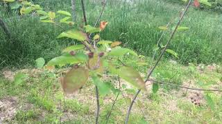 Amelanchier canadensis  cultivo y propagación [upl. by Ciel226]