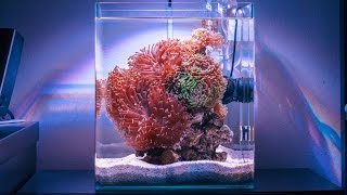 Hammer Heaven Reef Tank Absolutely STUNNING [upl. by Dasya]