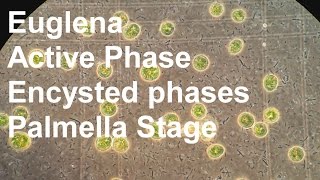 Algae cultivation  Euglena [upl. by Edmead]