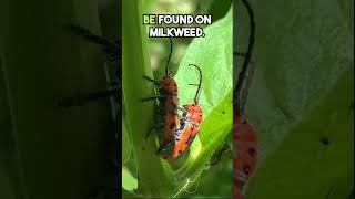 Milkweed Is a Pollinator Magnet [upl. by Nerac348]