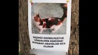 Kayıp kedi ile sahibinin buluşma anı \\ 6 gün sonra gelen mutluluk [upl. by Pilloff]