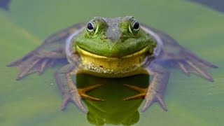 Frog Sound  Sound Effects । ringtone [upl. by Vivian541]