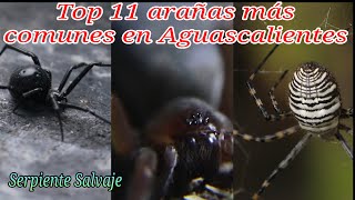 TOP 11 ARAÑAS DE AGUASCALIENTES  Serpiente salvaje [upl. by Azil]